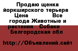 Продаю щенка йоркширского терьера  › Цена ­ 20 000 - Все города Животные и растения » Собаки   . Белгородская обл.